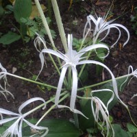 Hymenocallis caribaea (L.) Herb.